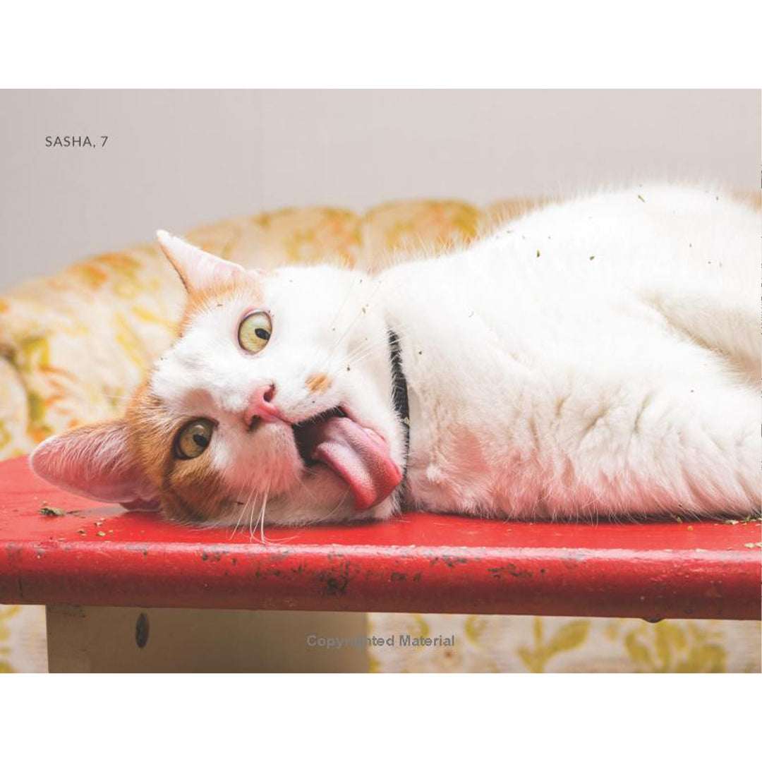 Cats on Catnip