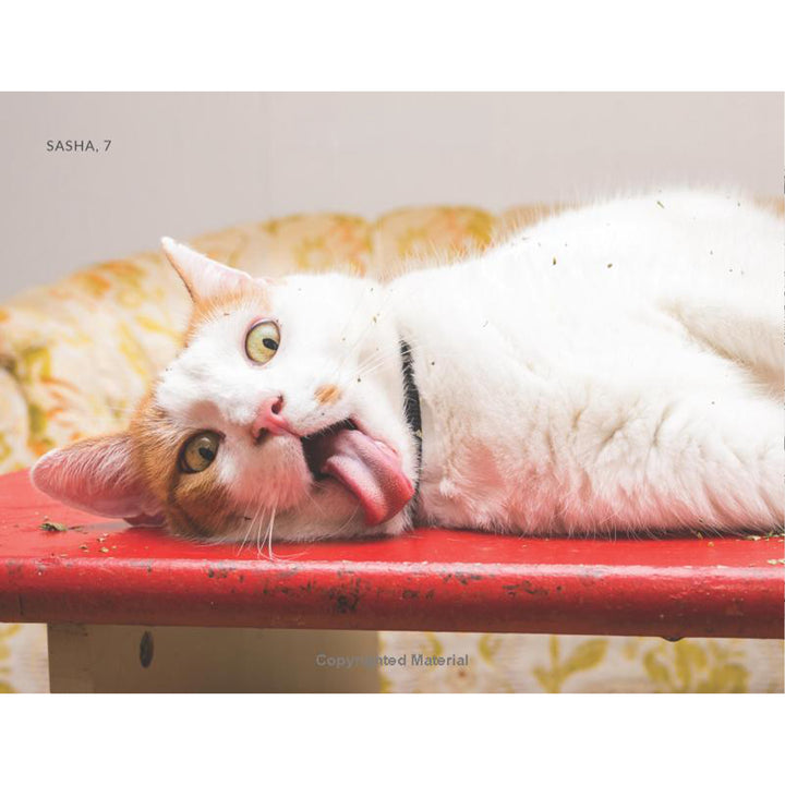 Cats on Catnip