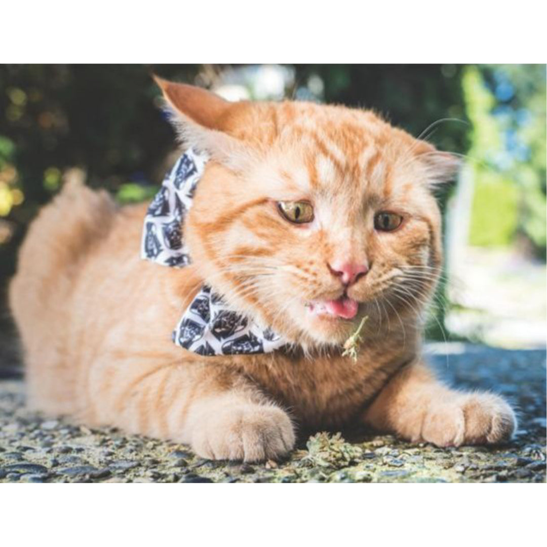 Cats on Catnip