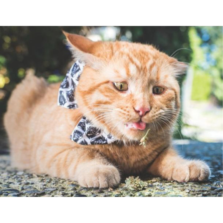 Cats on Catnip