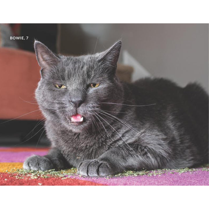 Cats on Catnip