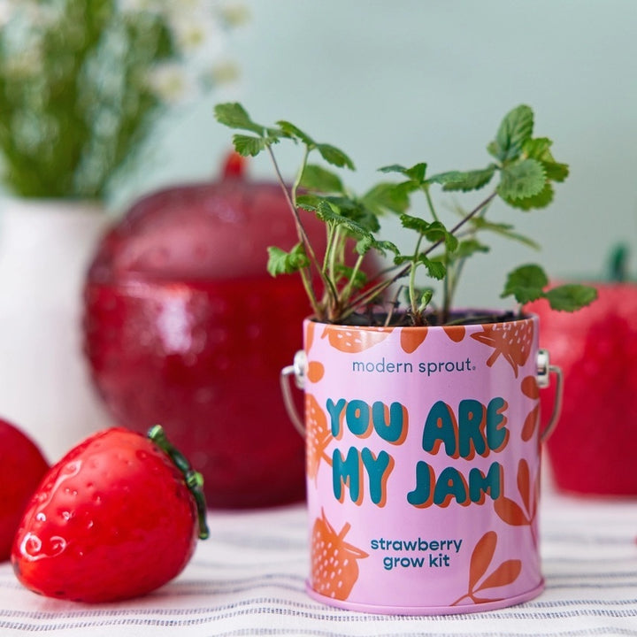 Complimentary Colors Grow Kit