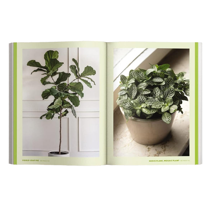 How to Keep Your Plants Alive: 50 Plants That Are Impossible to Kill