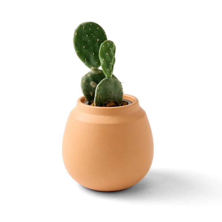 Desert Plant Grow Kit
