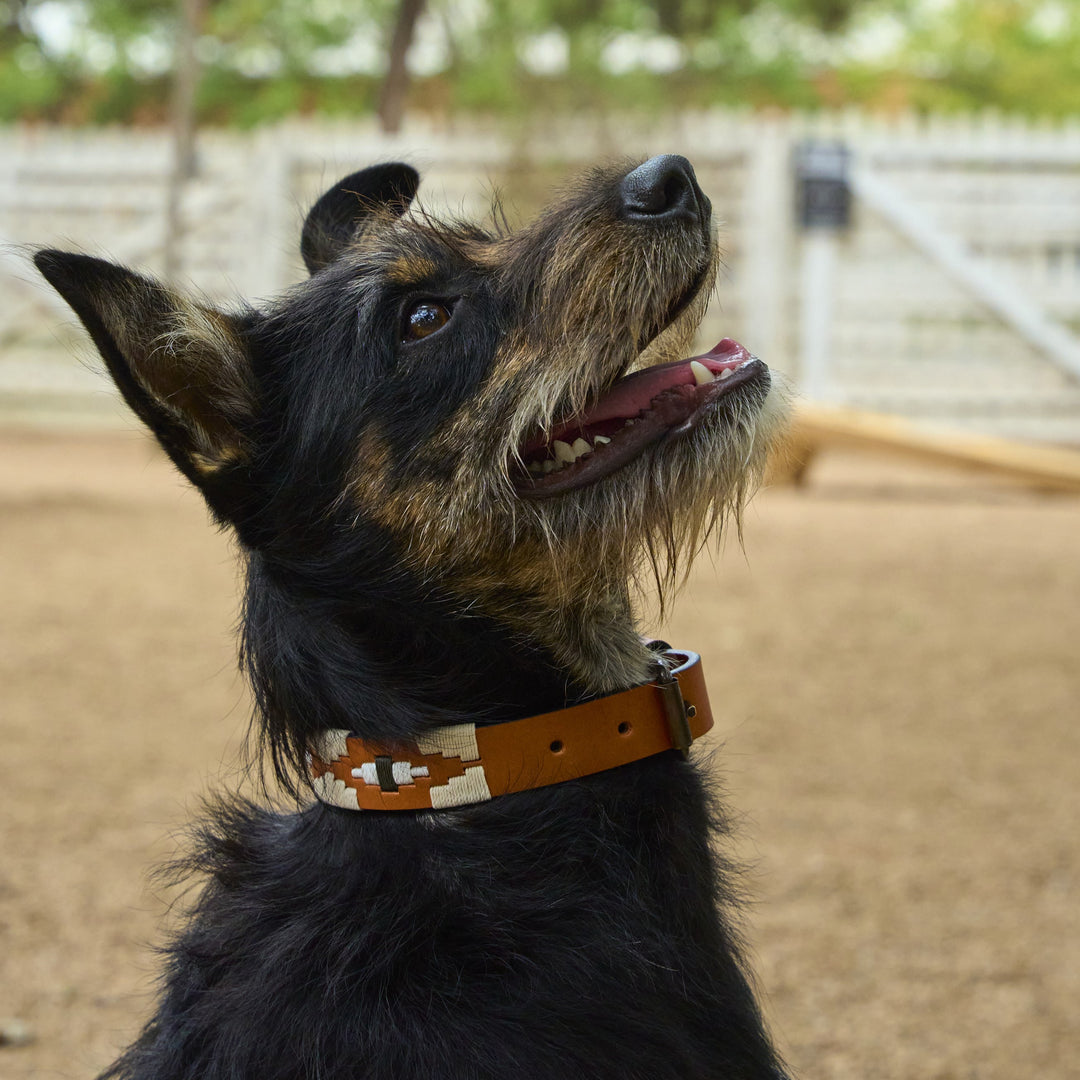 Zilker Belts x Gruene Hall Leather Dog Collar